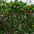 Lumnitzera littorea (Red-flowered Black Mangrove) found in the Cairns City area<br />Canon KDX (400D) + EFS60 F2.8